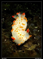 Nudi about to much on a meal!  Taken in the cold waters o... by Stephen Holinski 